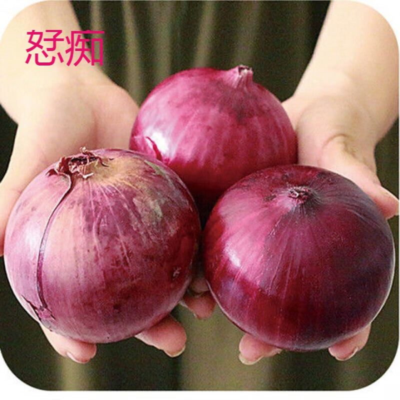 沙外秋香新疆紫洋葱 甜洋葱 皮牙子 精选大果 批发 新鲜洋葱新鲜蔬菜