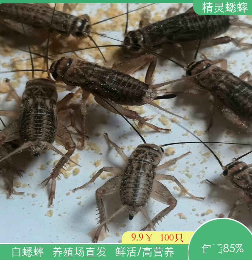 白蟋蟀活物蛐蛐针头油葫芦蝈蝈爬宠专用活体饲料守宫蜥蜴鱼鸟养殖 大号1.2-2cm 约300只 含专用饲料20g属于什么档次？