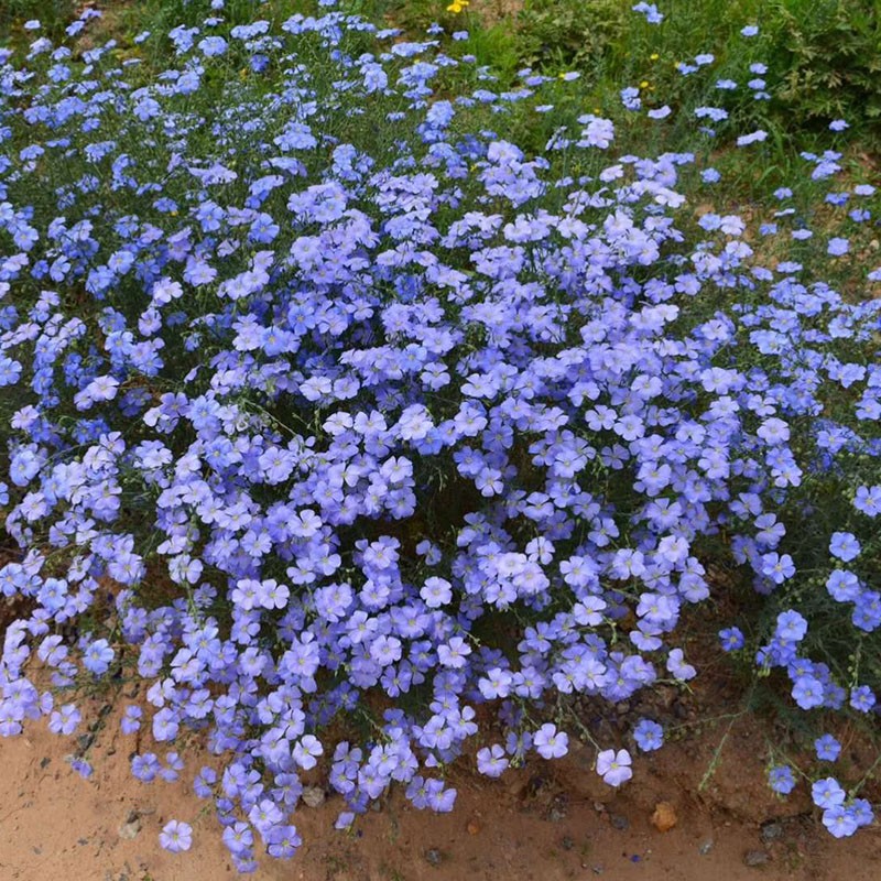 萌蕴(mengyun)花种子蓝花亚麻种子兰花亚麻种籽花籽花种四季易活开花