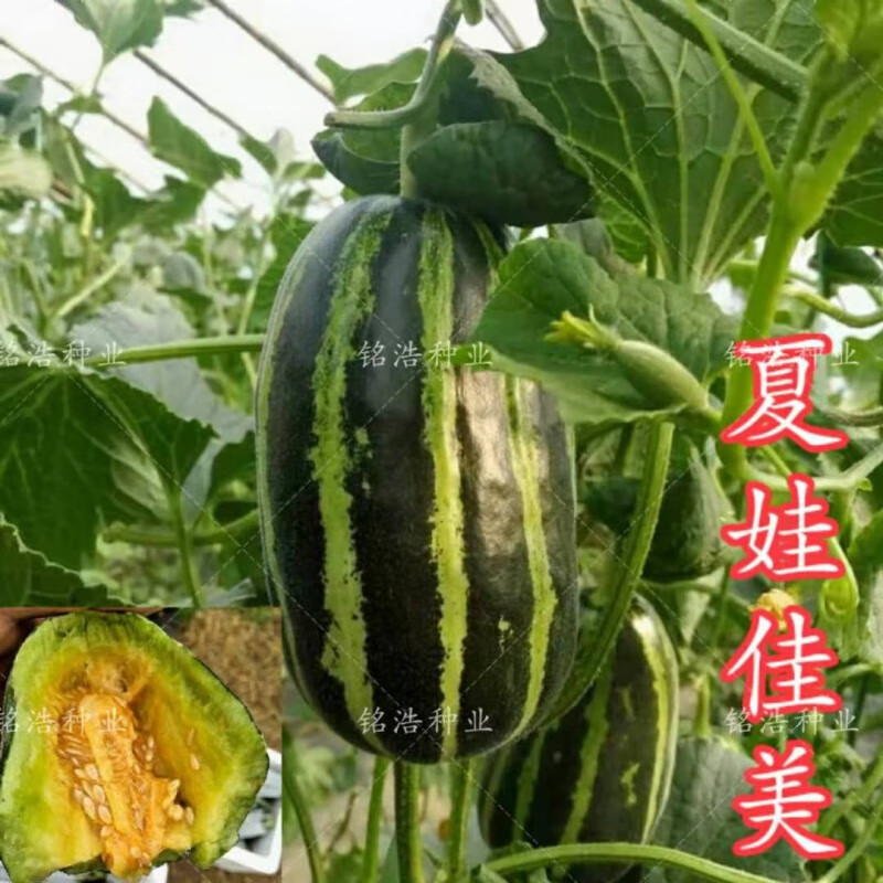 夏娃佳美甜瓜种子博洋系列特大薄皮香瓜种籽早熟高产春季四季水果