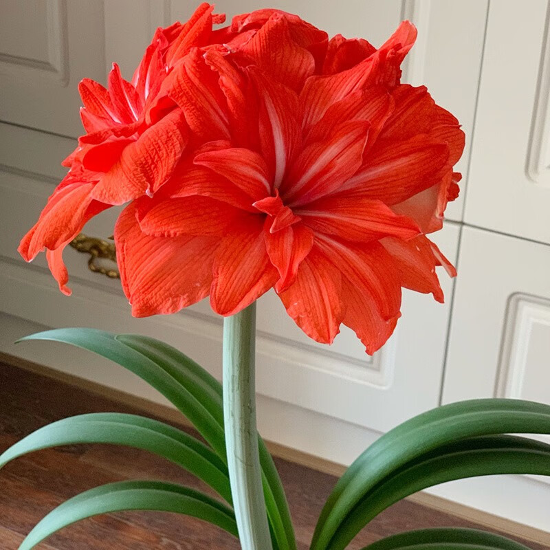 九月生情人节礼物蜡封朱顶红球根花卉年宵花物新年摆件耐热无土无水四季自然开花四季易养护绿植普通银款 参数详情评论 聚折扣