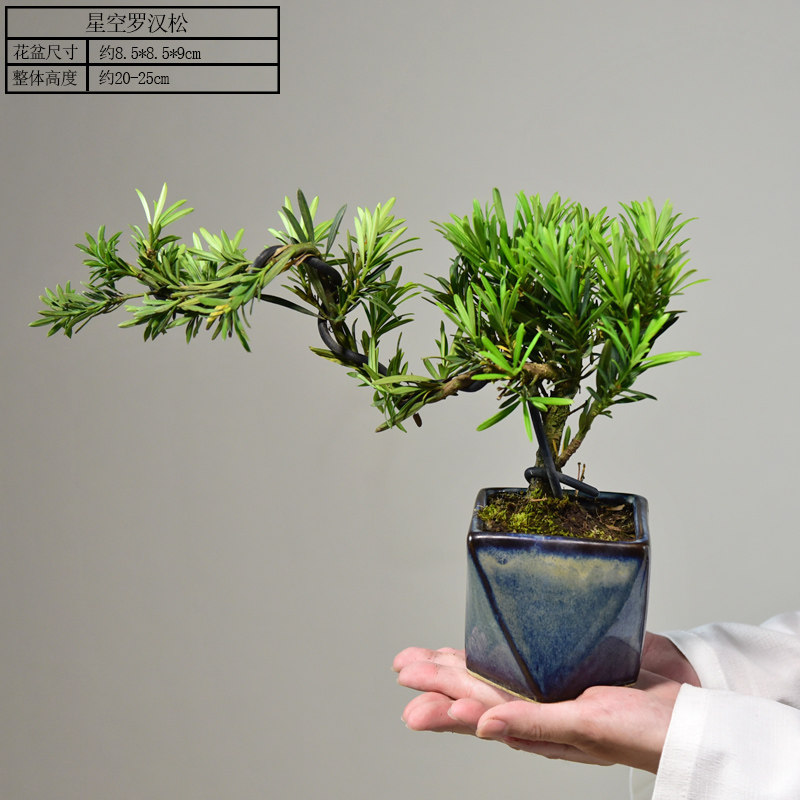 【松本如风】星空飘枝造型罗汉松 带盆栽好
