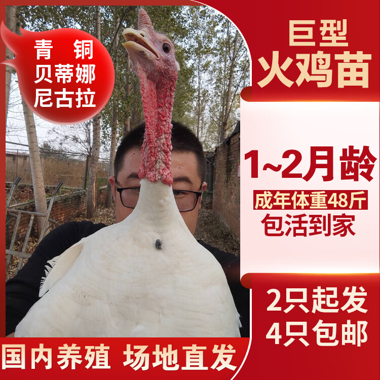 穗桓尼古拉火鸡活苗火鸡苗巨型火鸡苗最大体重48斤快递包活 尼古拉