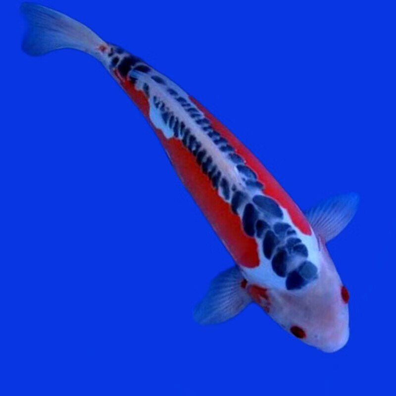 锦鲤活鱼龙凤锦鲤长尾金鲫红白三色黄金乌金白金观赏鱼金鱼 秋翠锦鲤