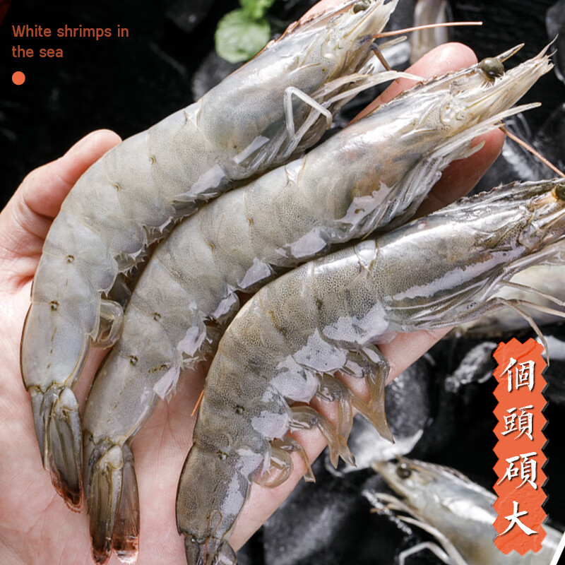 速鲜虾新鲜大虾盐冻鲜活超大青鲜虾海虾基围虾白虾净重 3040虾净重1斤(3份默认发一盒)