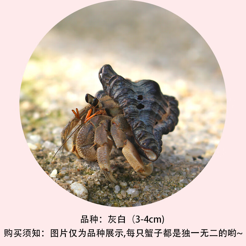 朴彩陆生寄居蟹宠物 淡水灰白深紫黑莓草莓短腕 观赏寄居蟹小螃蟹家养