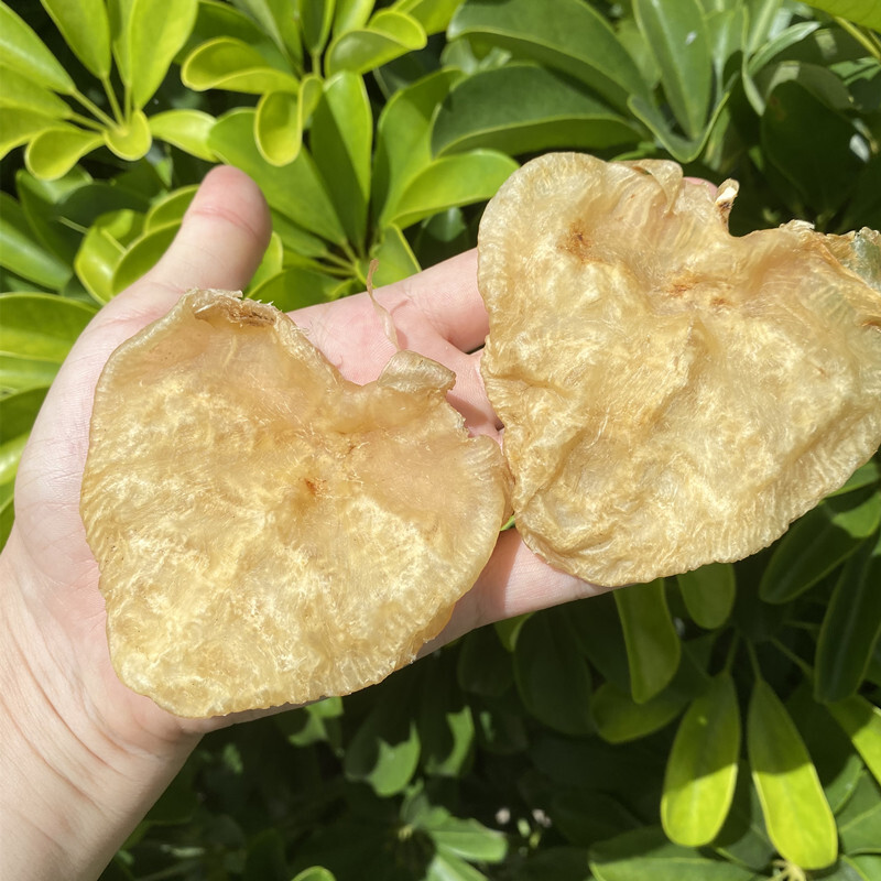 味巴哥南澳花胶干货深海鳘鱼胶特产食补老胶成鱼胶