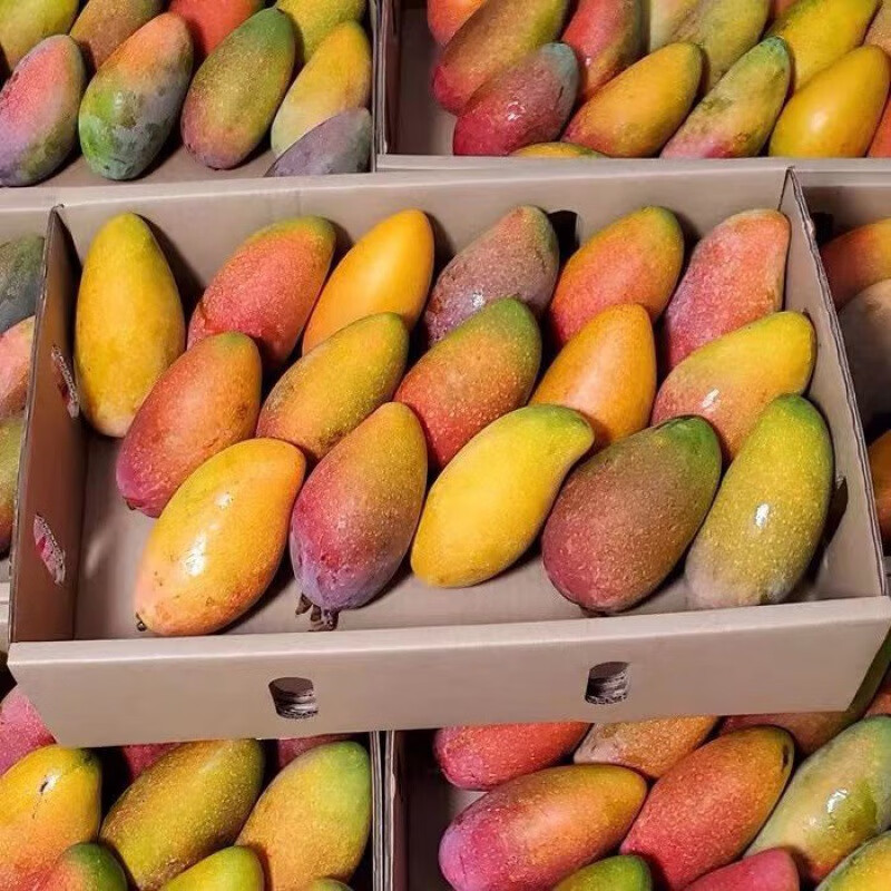 京蚨鲜海南三亚贵妃芒果新鲜水果礼盒当季现摘红金龙 带箱9.5-10斤中果【100-150克】净重9斤