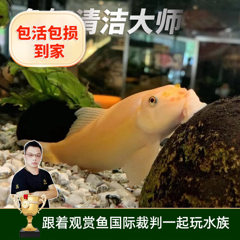 云峰海瑞清洁鱼活体热带鱼观赏鱼水族宠物工具鱼垃圾鱼老鼠鱼鱼缸除藻 金苔鼠鱼4-6cm 3条