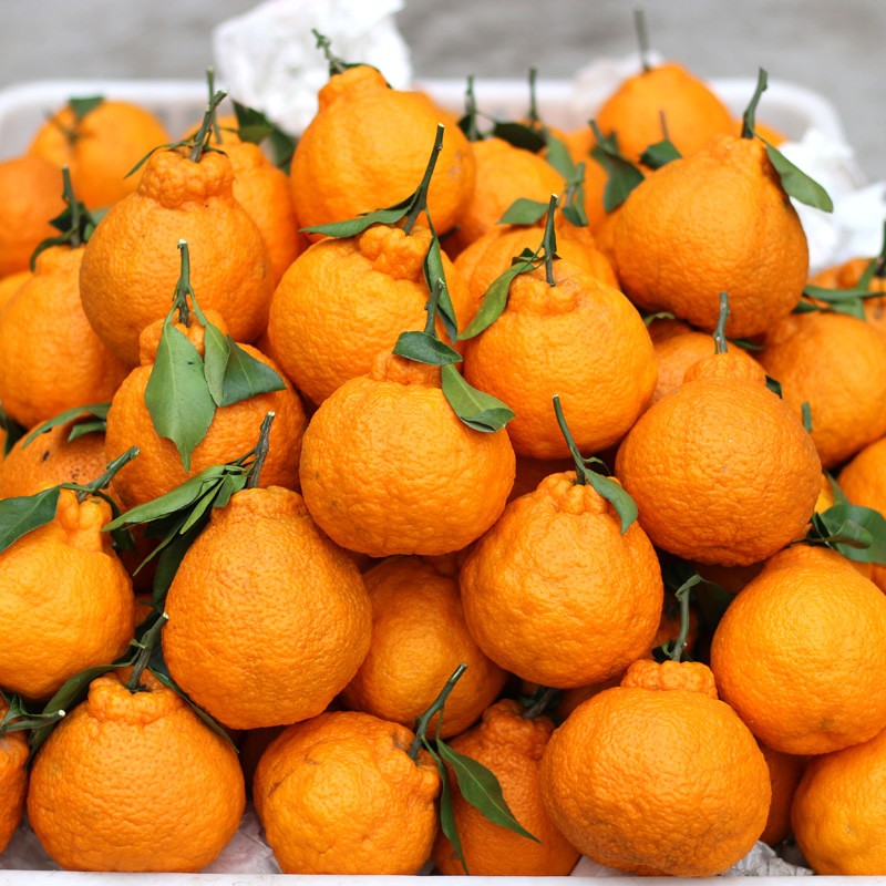 桔橘价格变化趋势|桔橘价格走势图