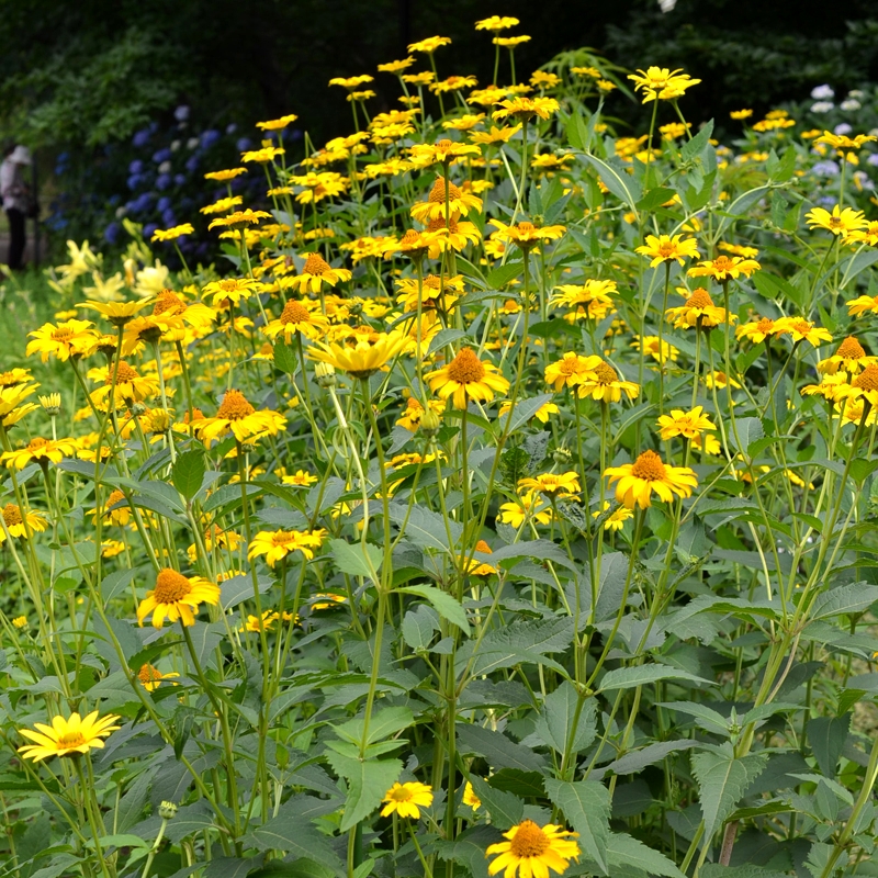 日光菊花种籽子多年生草花种子庭院绿化观花草种子qcdd 日光菊种子