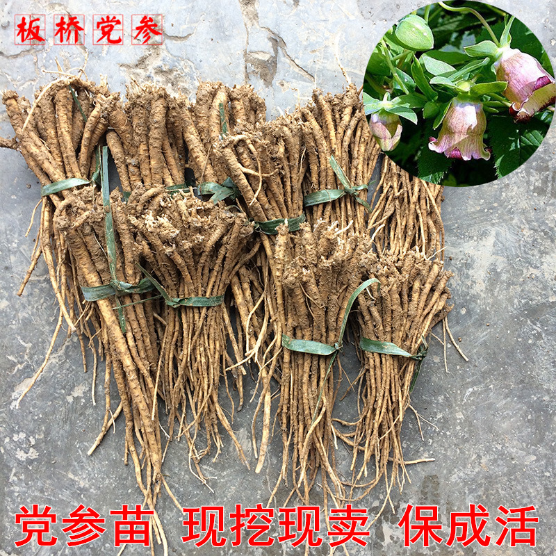 党参苗富硒中药材党参种根种苗苗阳台庭院盆栽现挖易栽苗  药材苗 1cm