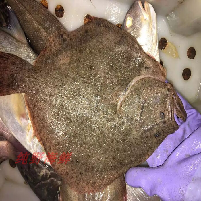 纯野海鲜广西北海 生猛多宝鱼 嘉宝鱼欧洲比目鱼海菱鲆属鱼类