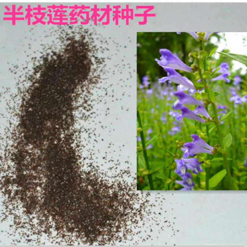 周金祥 半枝莲中药材种子 中草药半枝莲种子 并头草韩信草牙刷草 10g