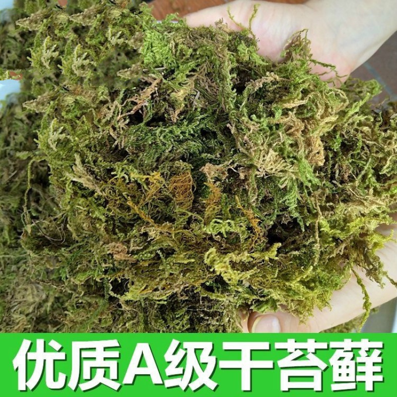 蝴蝶兰专用干水苔兰花干苔藓营养土多肉石斛种植嫁接乌龟冬眠垫材精选干苔藓 100克 虎窝购
