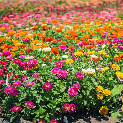 打造绚丽花草林木的秘密｜长尾标题|查花草林木种子历史价格的网站