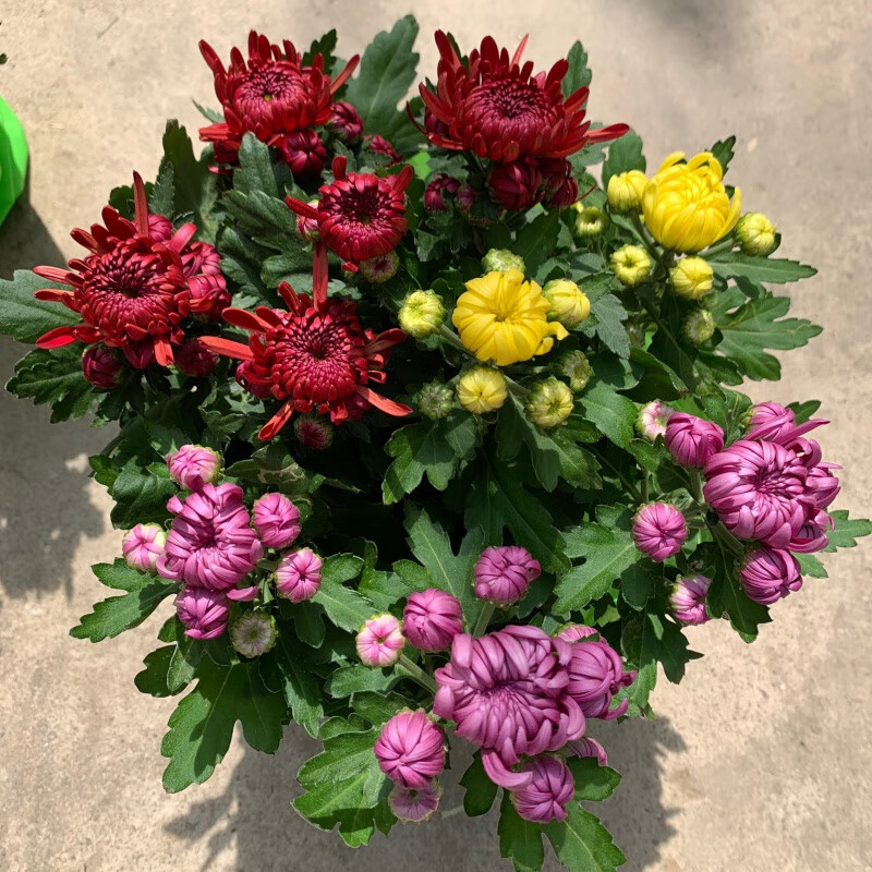 clcey龙爪菊盆栽 高端菊四季开花苗 龙爪花型阳台庭院好养耐高低温