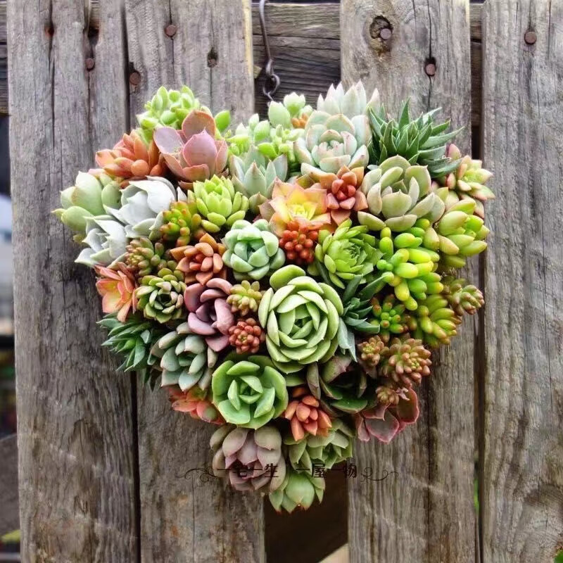 �ٳ�ʢ����ֲ��С�������������2�Ŷ��ⲻ��