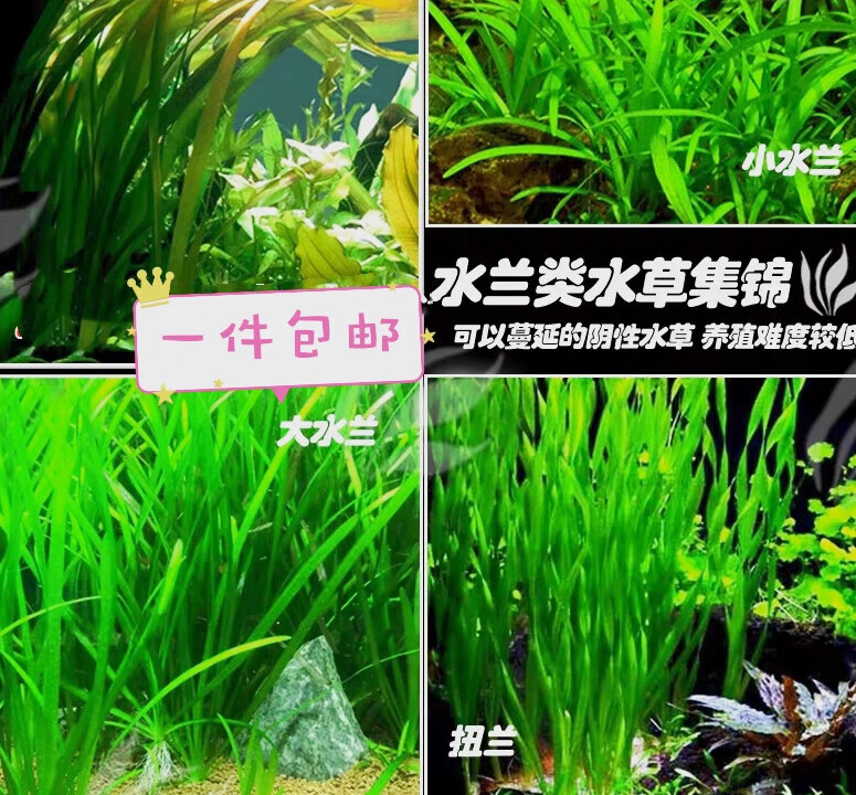新宠之康真水草大水兰小水兰扭兰龙舌兰赖养前后景新手鱼缸造景水韭菜