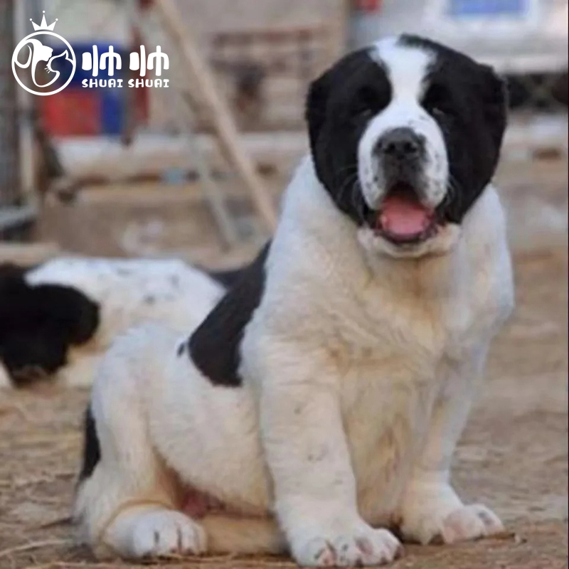 帅帅名宠北京实体【健康保障】纯种中亚牧羊犬活体宠物基地 巨型犬