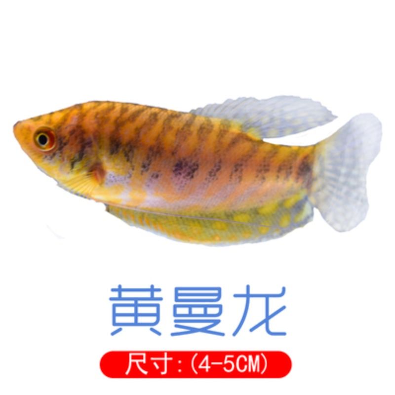 蓝曼龙黄曼龙珍珠马甲鱼五彩丽丽鱼中小型热带淡水观赏鱼好养活体