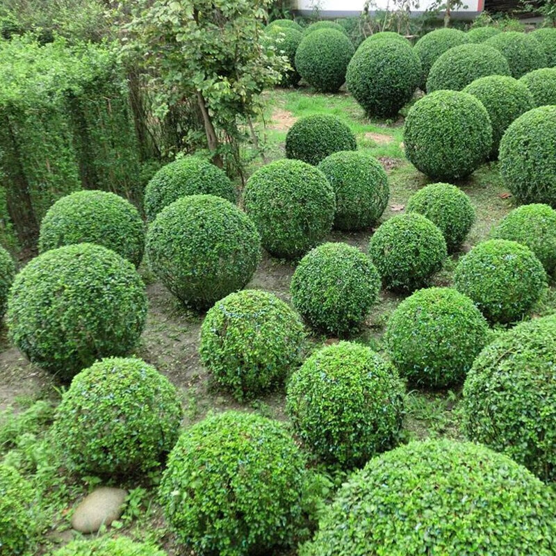 小叶女贞树苗球盆景造型树绿化苗庭院别墅小区四季常青绿篱工程苗球形