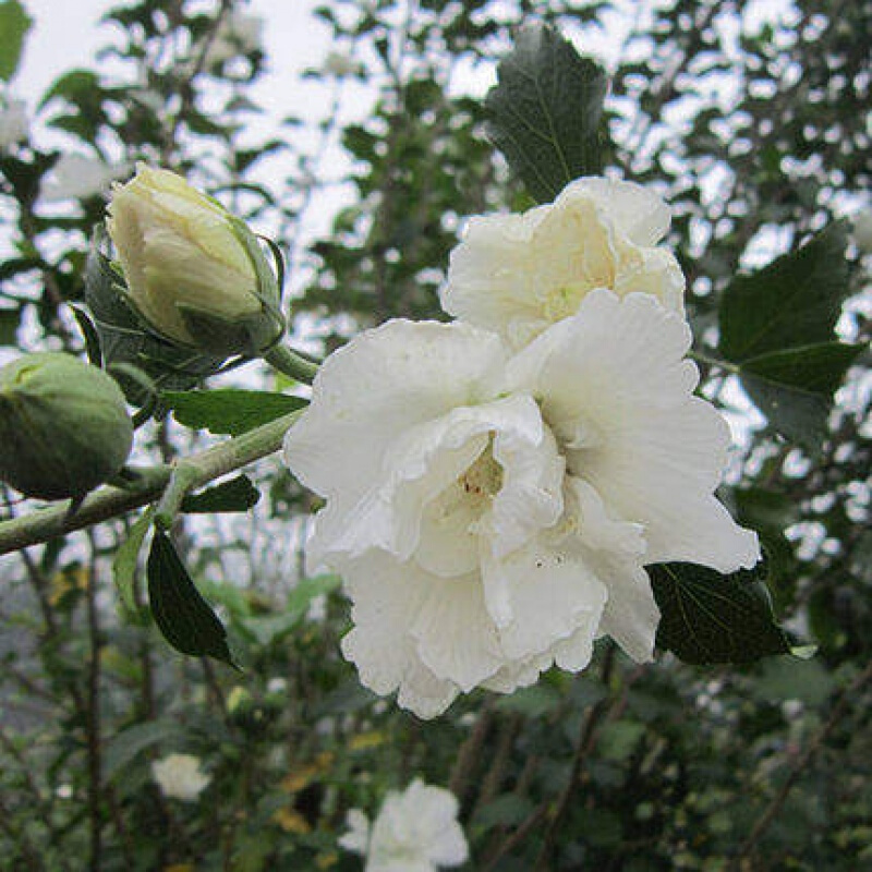 庭院阳台盆栽地栽花卉植物耐寒室内外植物 白花木槿2cm粗 不含盆