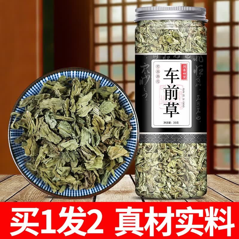 【大药房直售】车前草 35g新鲜干货 可搭中草药金钱草干车前草茶 1