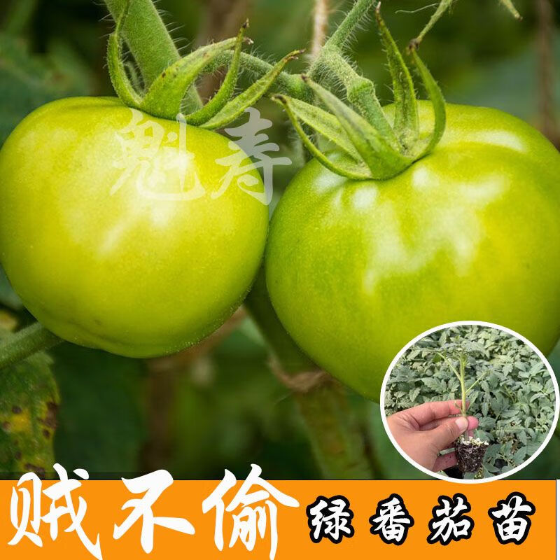 贼不偷绿番茄种子秧苗东北绿色西红柿种籽四季水果蔬菜沙瓤青柿子 一