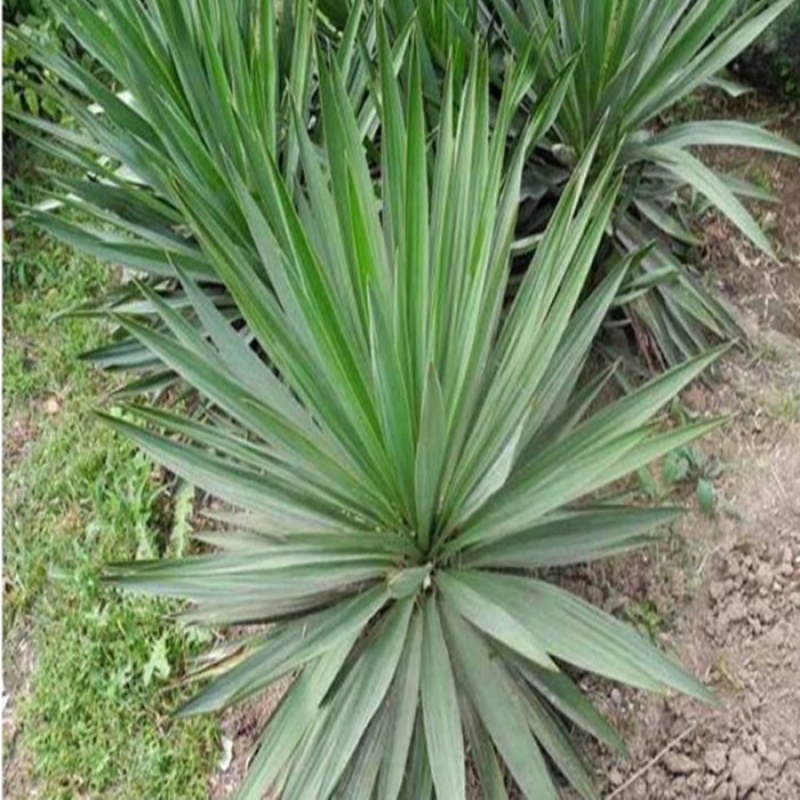 园艺 剑麻苗丝兰菠萝麻水丝麻龙舌兰麻常青庭院植物 冠幅30公分左右