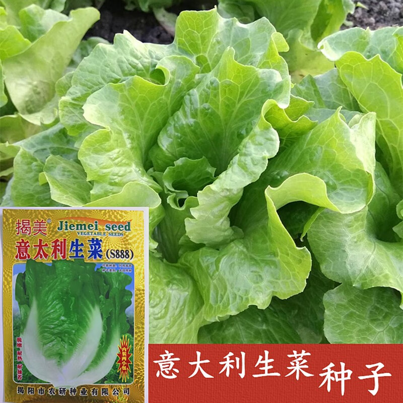 揭美意大利生菜种子 脆嫩耐抽苔生菜籽  玻璃生菜结球生菜 蔬菜种子