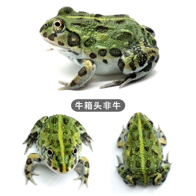 蛙活体爬宠两栖宠物宇治观赏活体蛙活体宠物爬宠非洲牛蛙古介 牛箱头