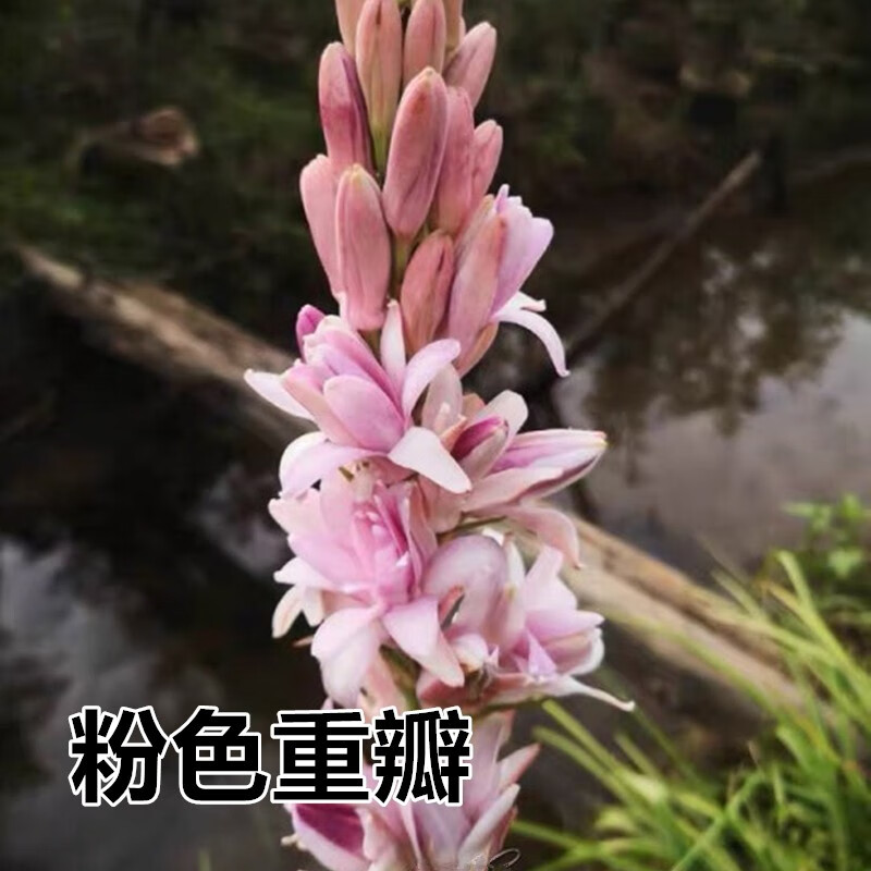 һ԰ֶܰɫذŨ޸＾԰ ɫذ 120-22cm8-10ѿ