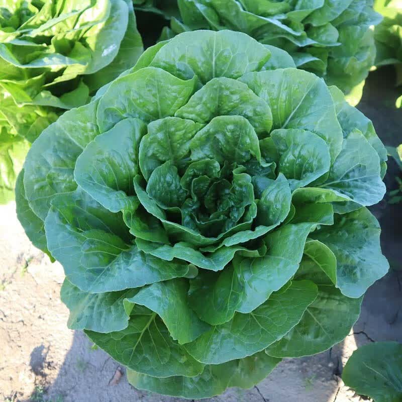 凤鸣雅世欧罗直立生菜种子孔雀菜种 紫罗马生菜菜生菜青菜种籽盆阳台