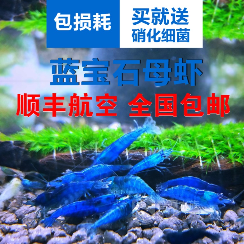听白阁蓝色观赏虾  蓝宝石虾 蓝钻石水草缸除藻虾 宠物虾活体 蓝宝石5