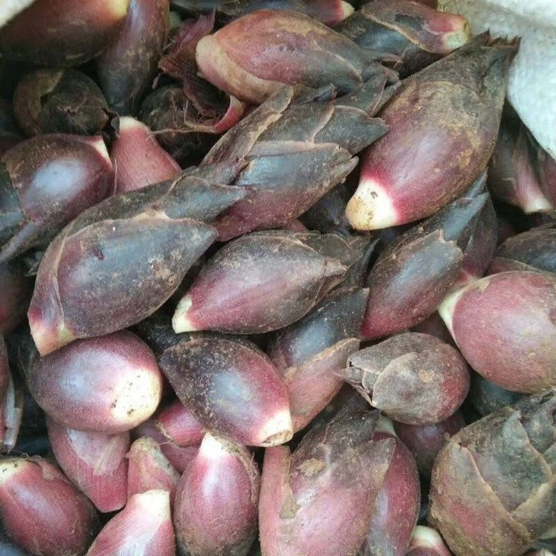 贵州新鲜野生阳荷野菜洋荷蔬菜洋藿阳蔬菜洋火现摘现发带泥 1斤 泡沫