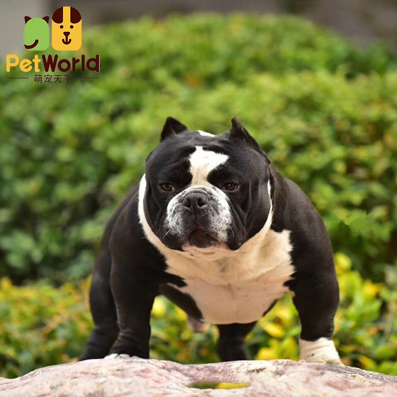 哼嘟(humdu)纯种 美国恶霸犬 幼犬 口袋体 恶霸犬 活体 宠物狗 血统级