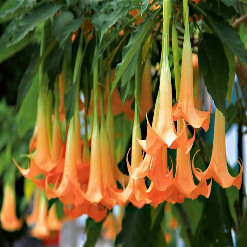 以琛木本曼陀罗花苗多年生四季开花阳台庭院盆栽别墅民宿花园花境植物