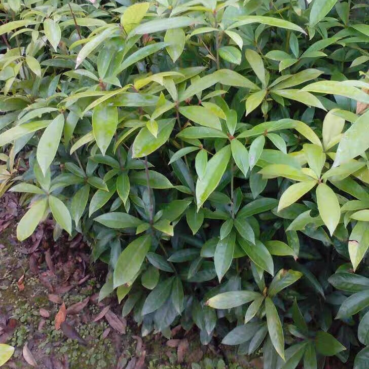 金丝楠木苗10棵苗装 金丝楠木树苗正宗小叶桢楠树苗名贵树苗 2年苗  5