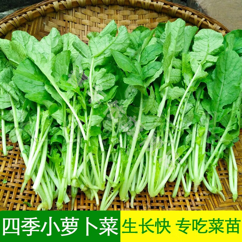 四季小萝卜菜/花叶/原装20克x6袋