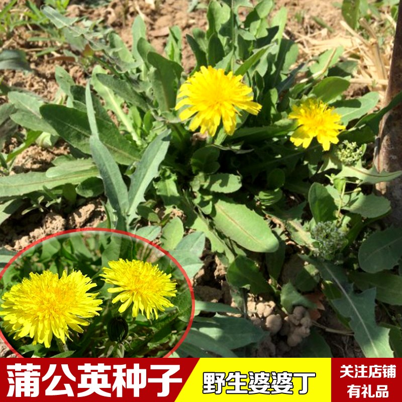 冠四季蒲公英种籽野生婆婆丁籽野菜种孑四季种子多年生种籽春季播夏季