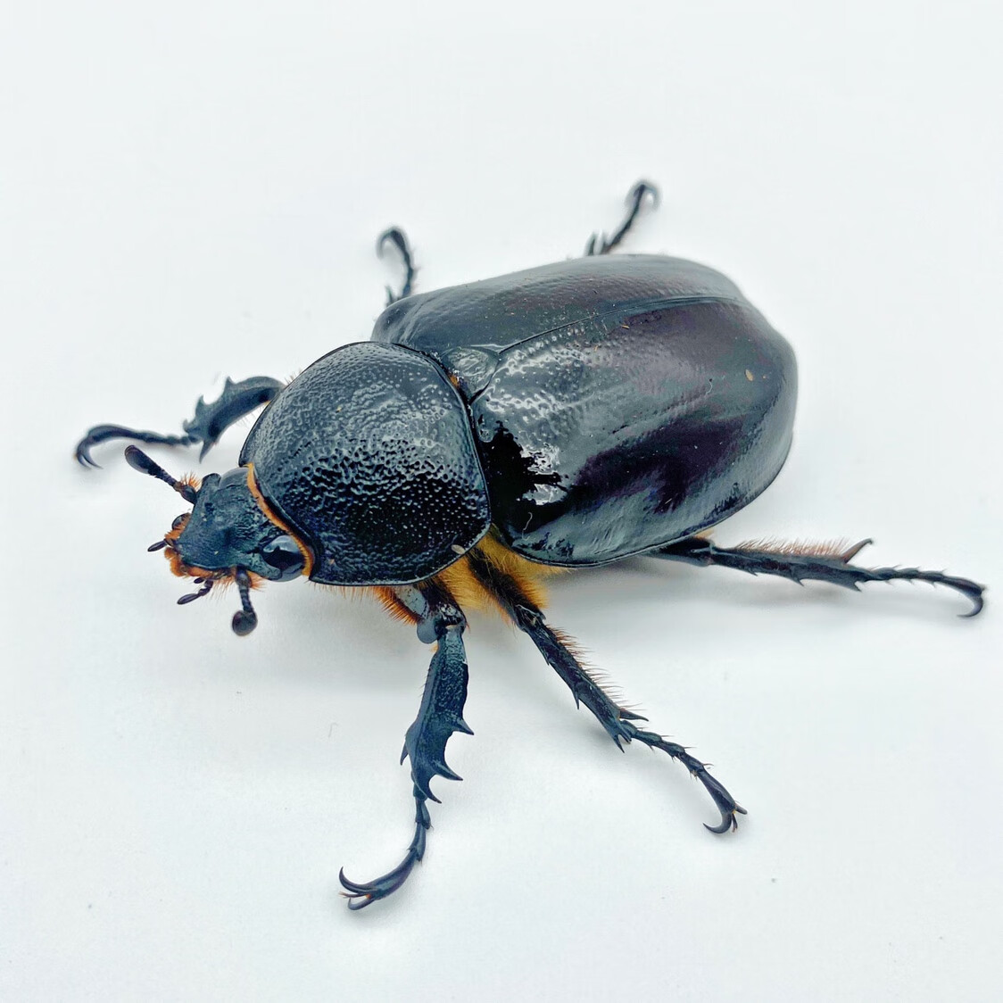 麦基乐甲虫成虫活体宠物昆虫【】姬兜长戟大兜独角仙锹甲花金龟 佛姬