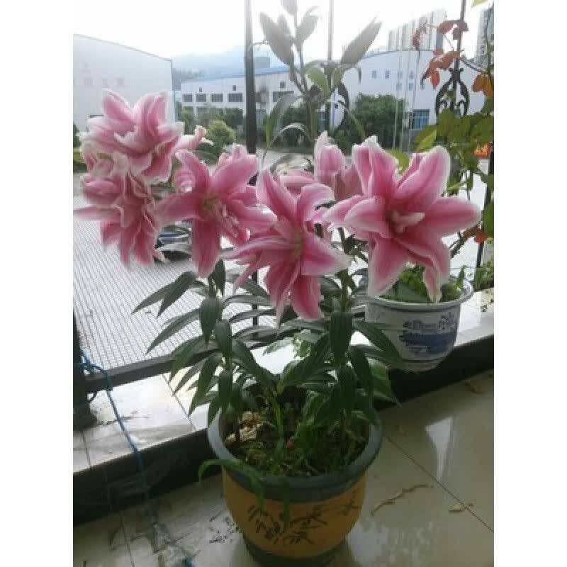 苏鲁雅卉荷兰进口种球重瓣东方百合复瓣花大花香进口 百合花盆栽 伊莎贝拉粉3球装+盆土使用感如何?