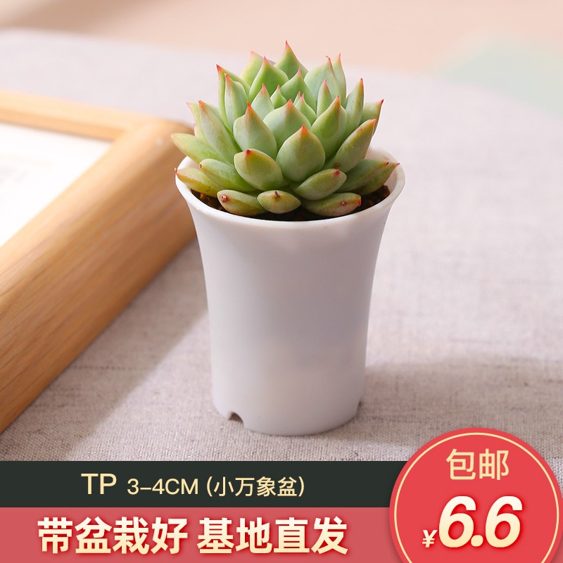 云南多肉植物新手套餐组合盆栽肉肉植物多肉植物桌面花卉盆栽 tp 白色