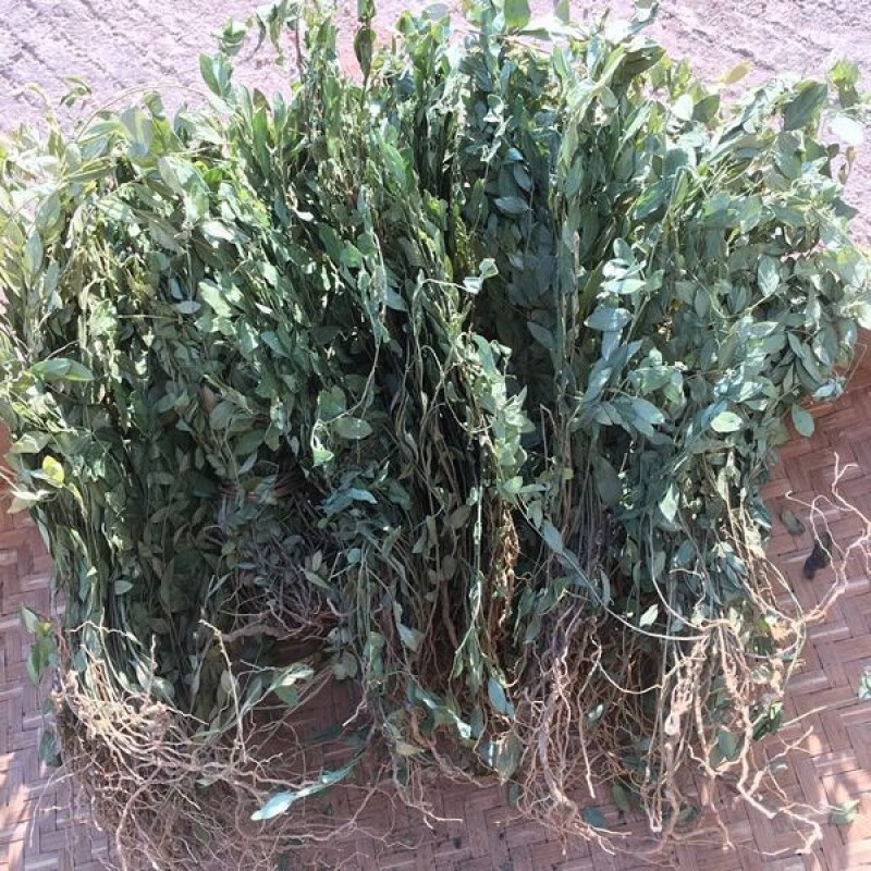 来马回中草药瓜子金草干鲜小远志银不换正宗瓜子草辰沙150克 100克