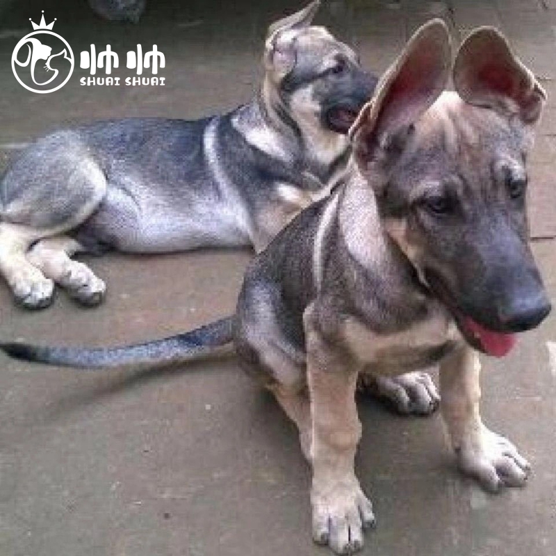 帅帅名宠北京帅帅名宠【健康保障】大型狼青犬 巨型高加索宠物犬护卫