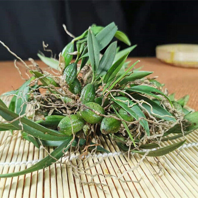 石橄榄 新鲜双叶小果石橄榄 石仙桃500g种植盆栽煲汤炖汤料 石橄榄500