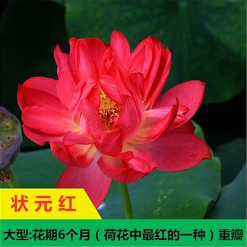 苗盆栽水养睡莲食用藕苗莲藕苗碗莲种籽 状元红荷花种子