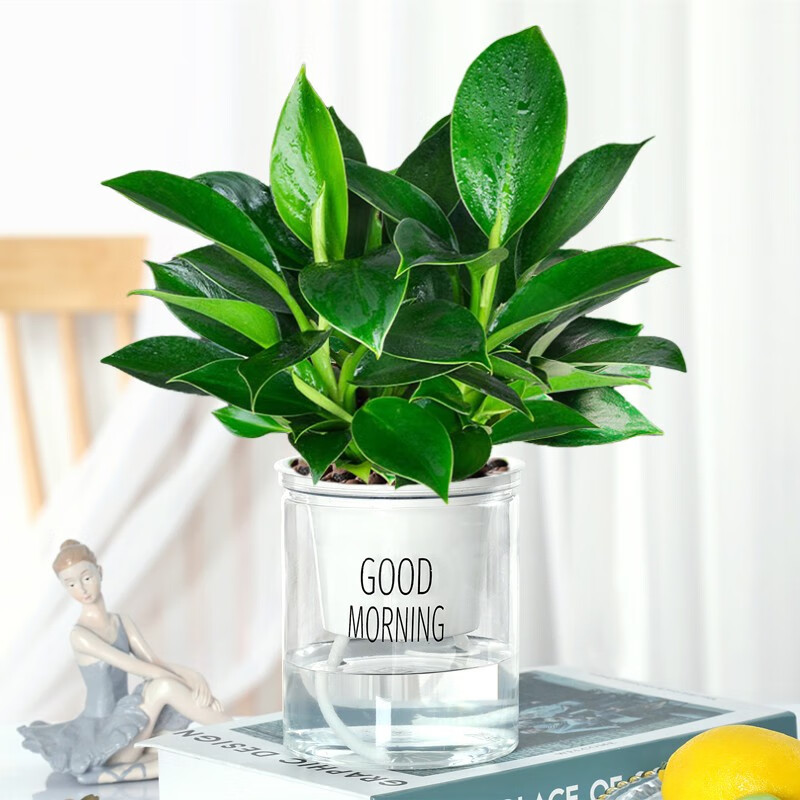 绿植花卉金钻盆栽室内绿植除甲醛绿植净化空气植物绿公主绿钻好养四季