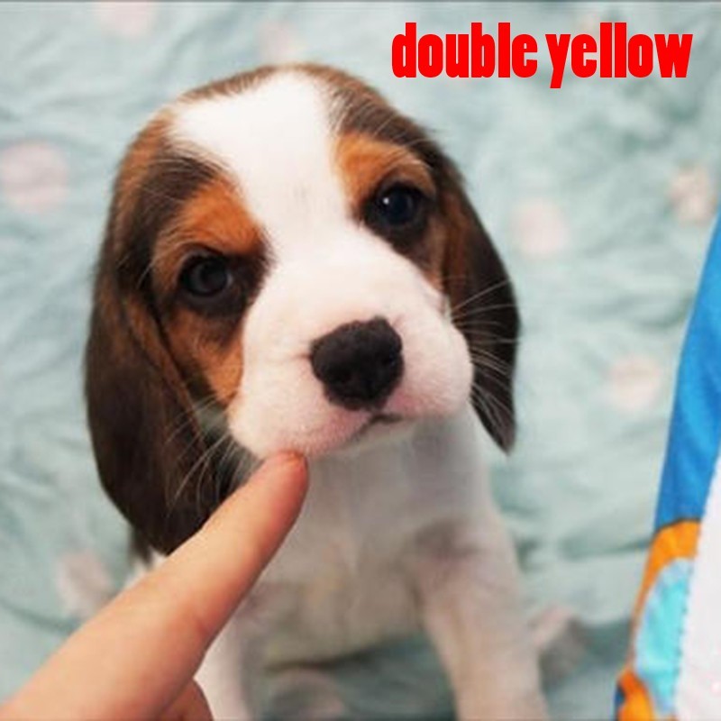 【百天质保】比格犬幼犬纯种猎兔犬猎犬宠物活体狗狗幼犬真狗小型犬